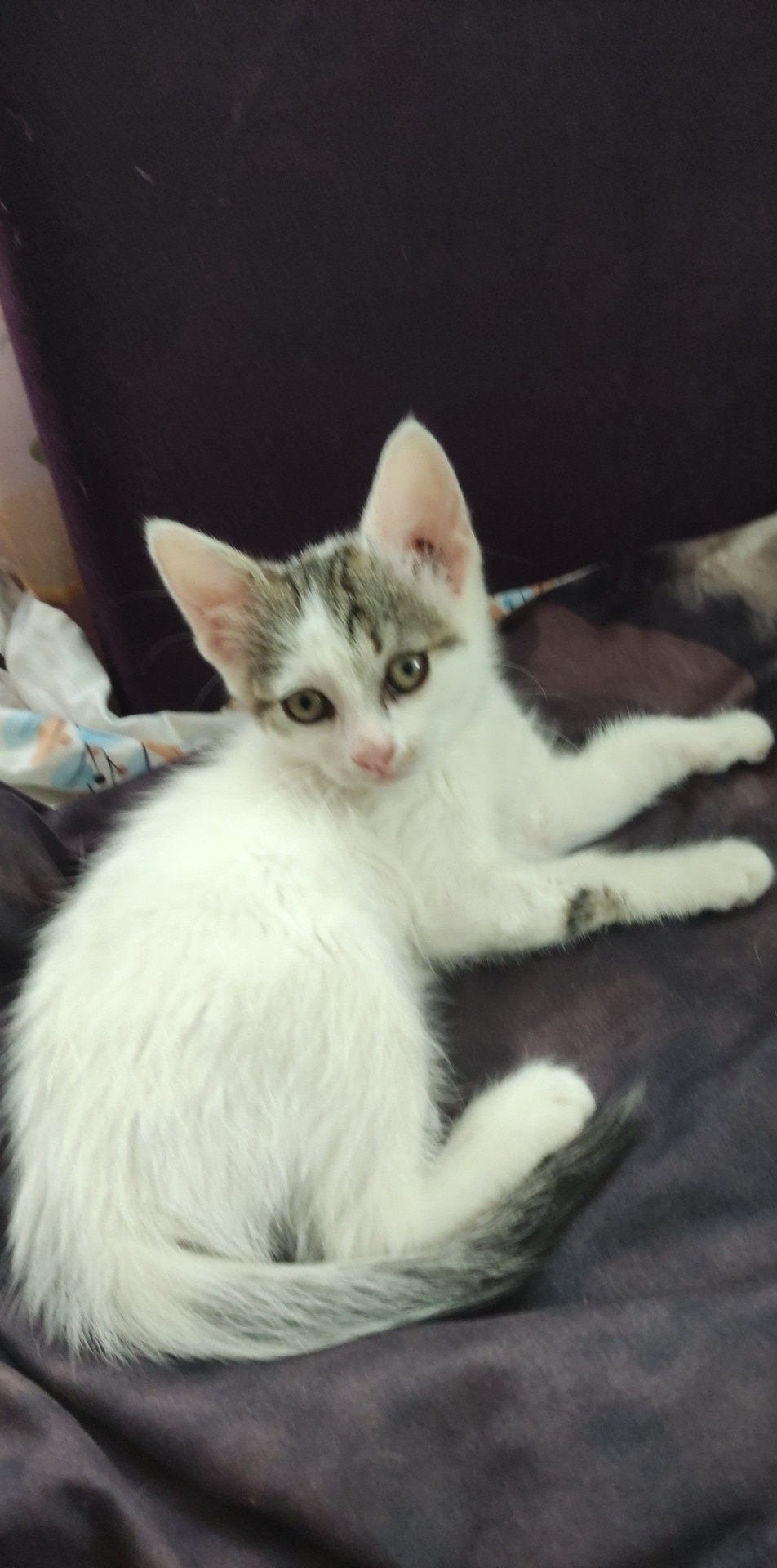 Подарявам малки котенца
