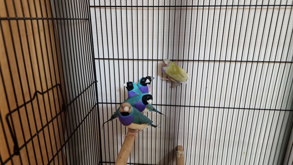 Гулдови амадини!!!