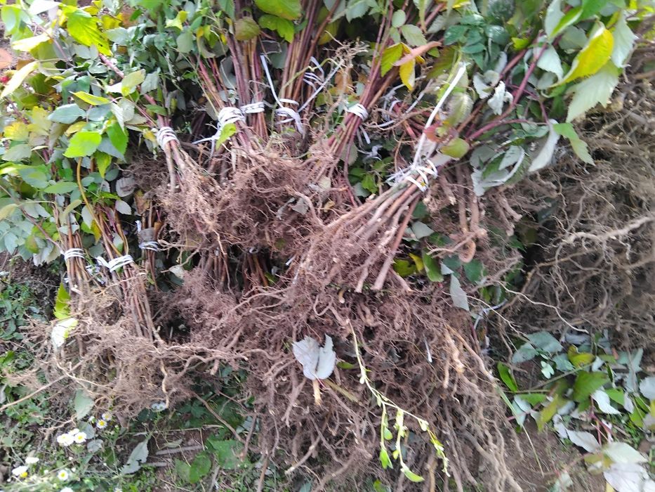 Продавам разсад малини