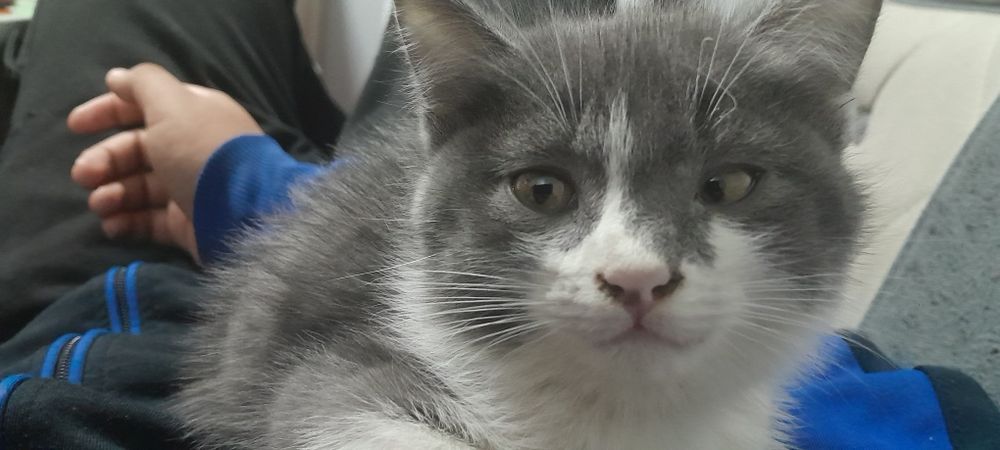 Main con va oddiy uy mushugi chatshgani