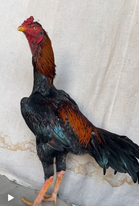 Dakan juja toza zot yirik aprelskiy oʻyini ham bor