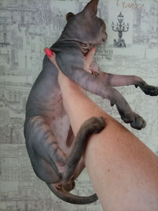 Канадский сфинкс вязка