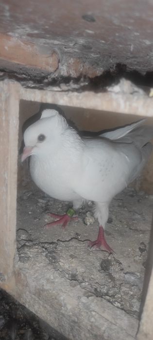 Голуби в продаже имеются