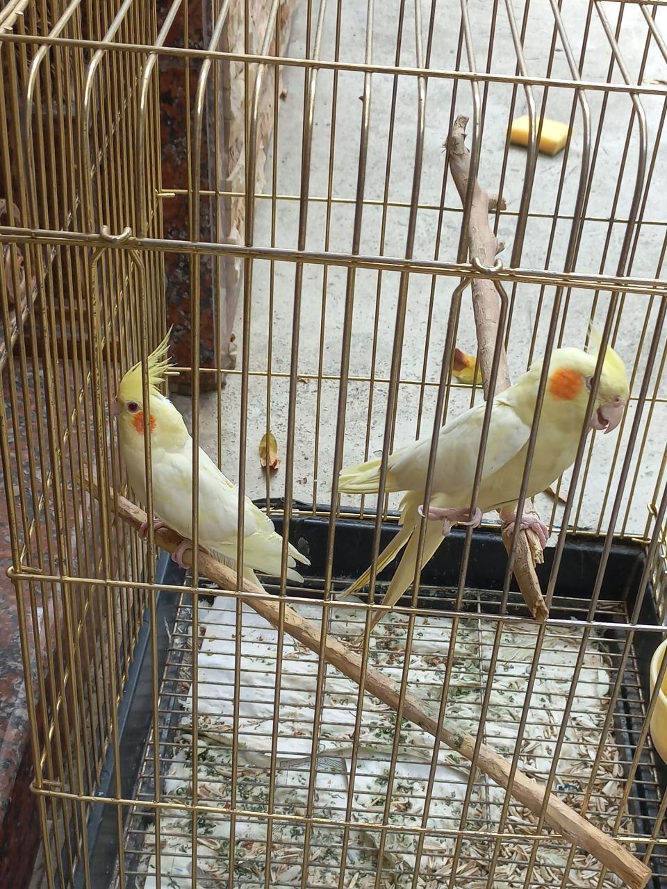 Toʻti qush Karela sotiladi