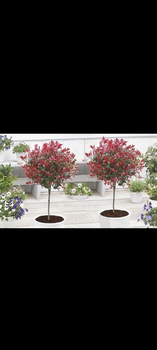 Gard viu  Photinia Red Robin