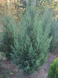 Leylandii pt gard viu 1.7m