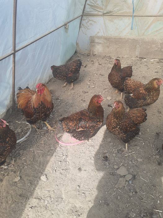 Gaini wyandotte de vanzare