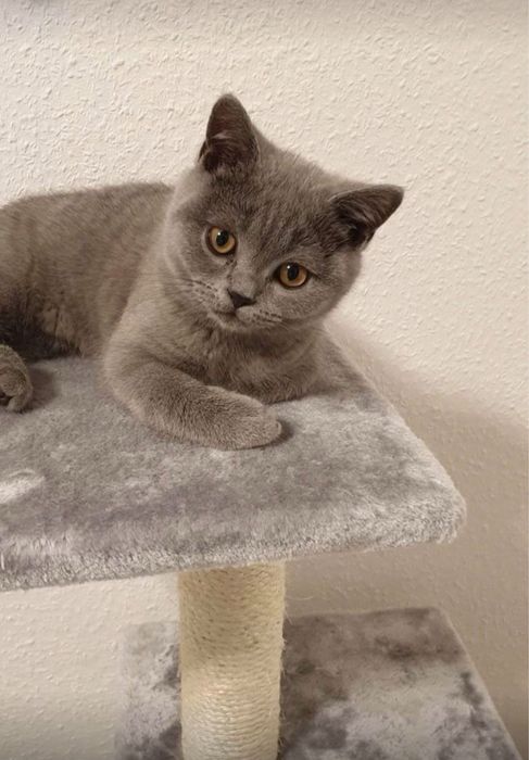 British Shorthair Blue