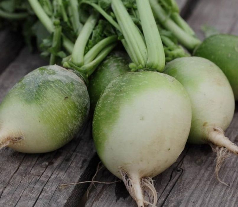 Продам черную редьку