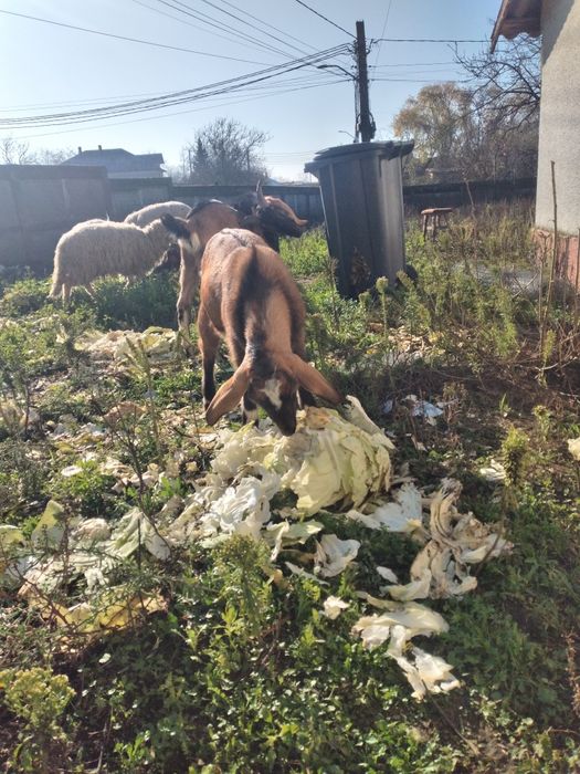 Caprita anglonubian de 8 luni montata