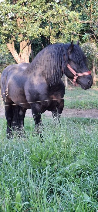 Armasar de vanzare sau pentru montă