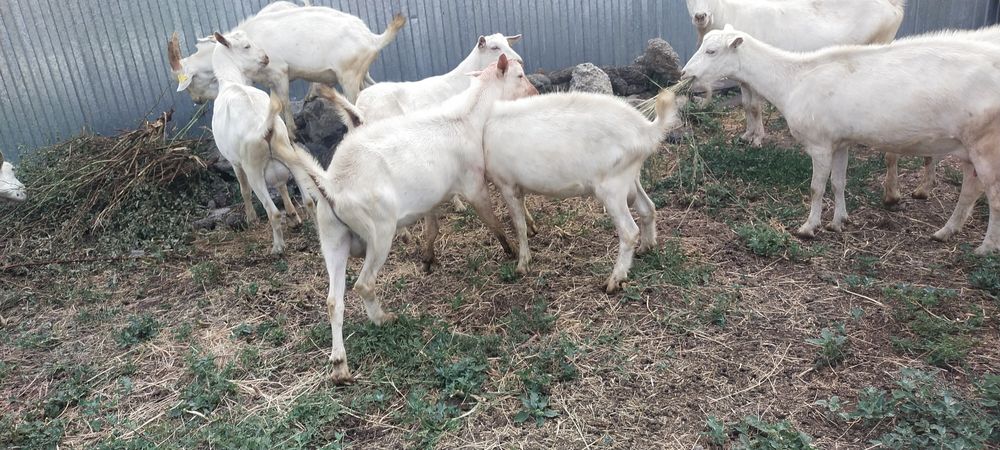 Продам племенный молочного направление Козликов Зайненский породы