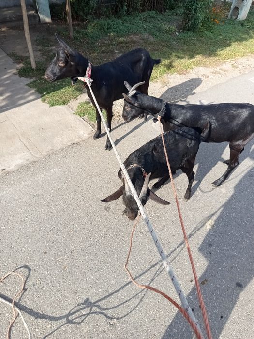 Se vinde capra murciano  cu iada. Si un țap