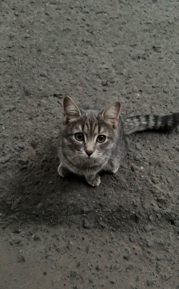 Котенок ищет свой дом