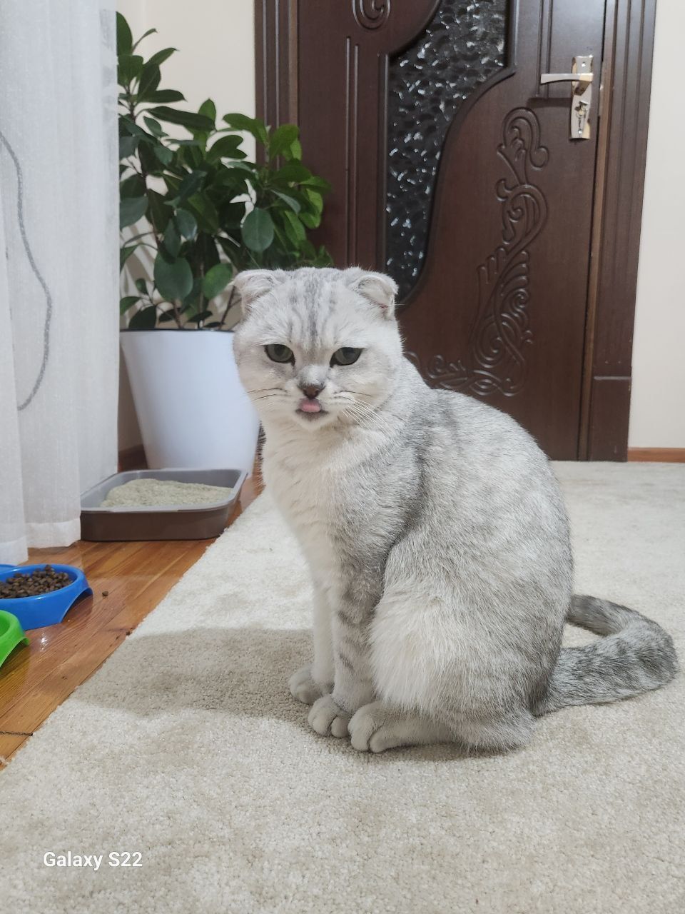 Mushuk britanski 1.5 yosh erkak zoti tozza