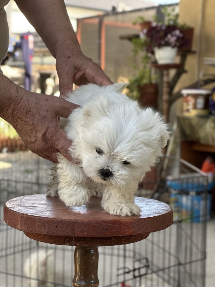 Bichon Maltez Alb