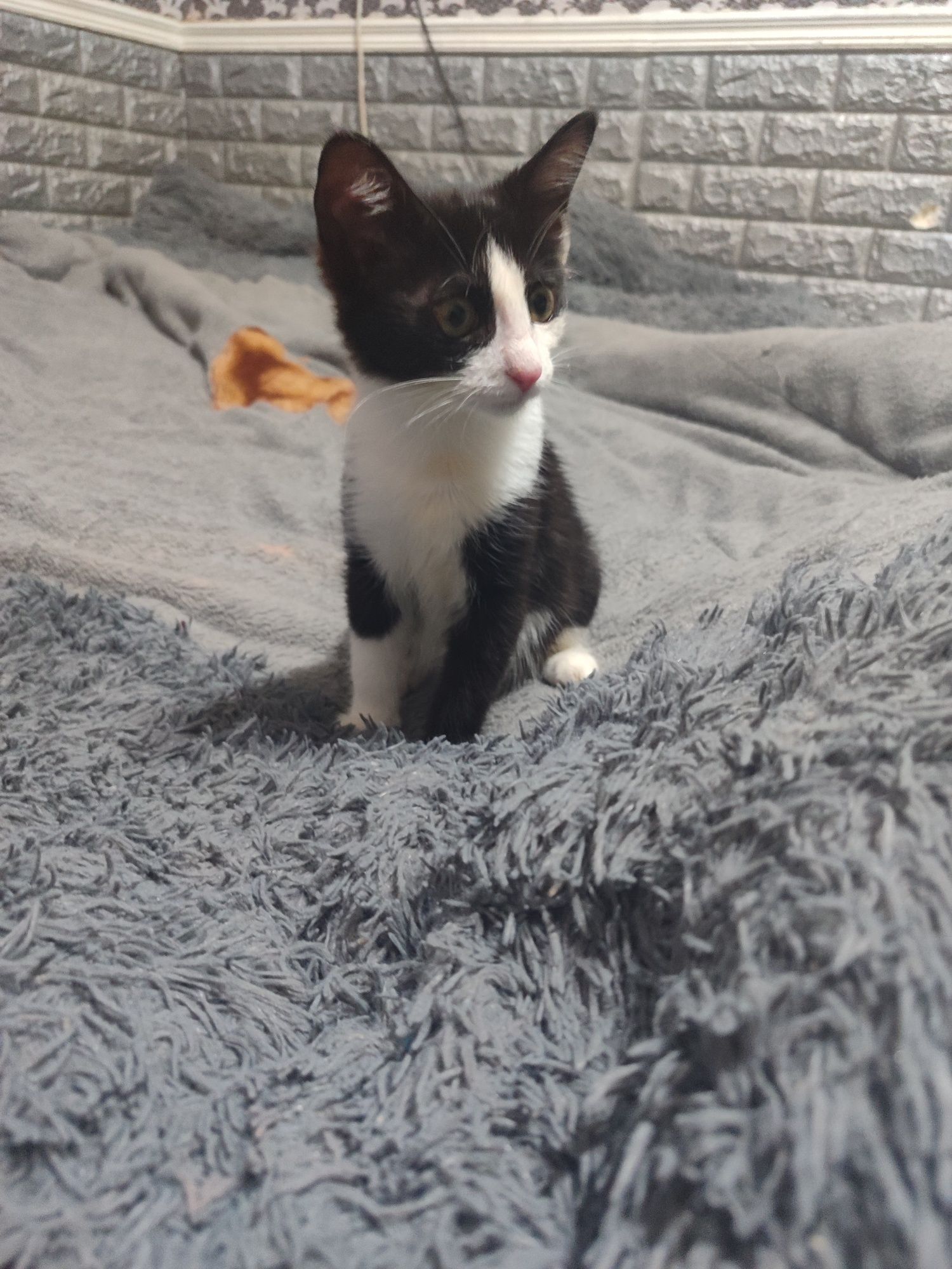 Бесплатно отдам котенка