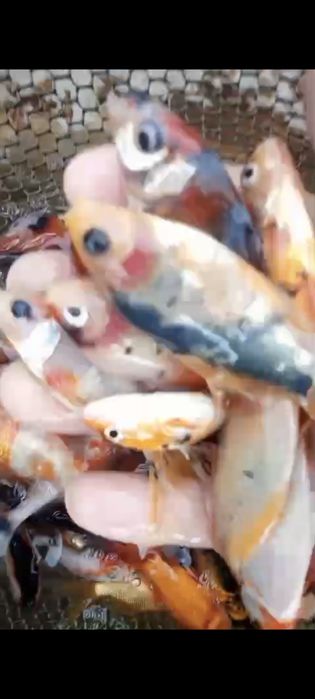 Carasi shubunkini toate culorile