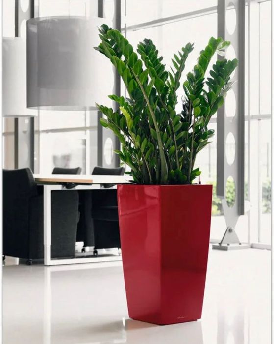 Замиокулькас Долларовое дерево растение Доллар