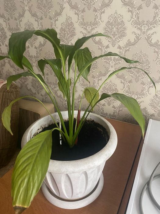 Продам комнатные цветы