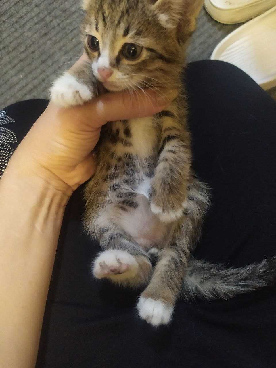 1,5 месячные котята. приученные к еде и туалету.
