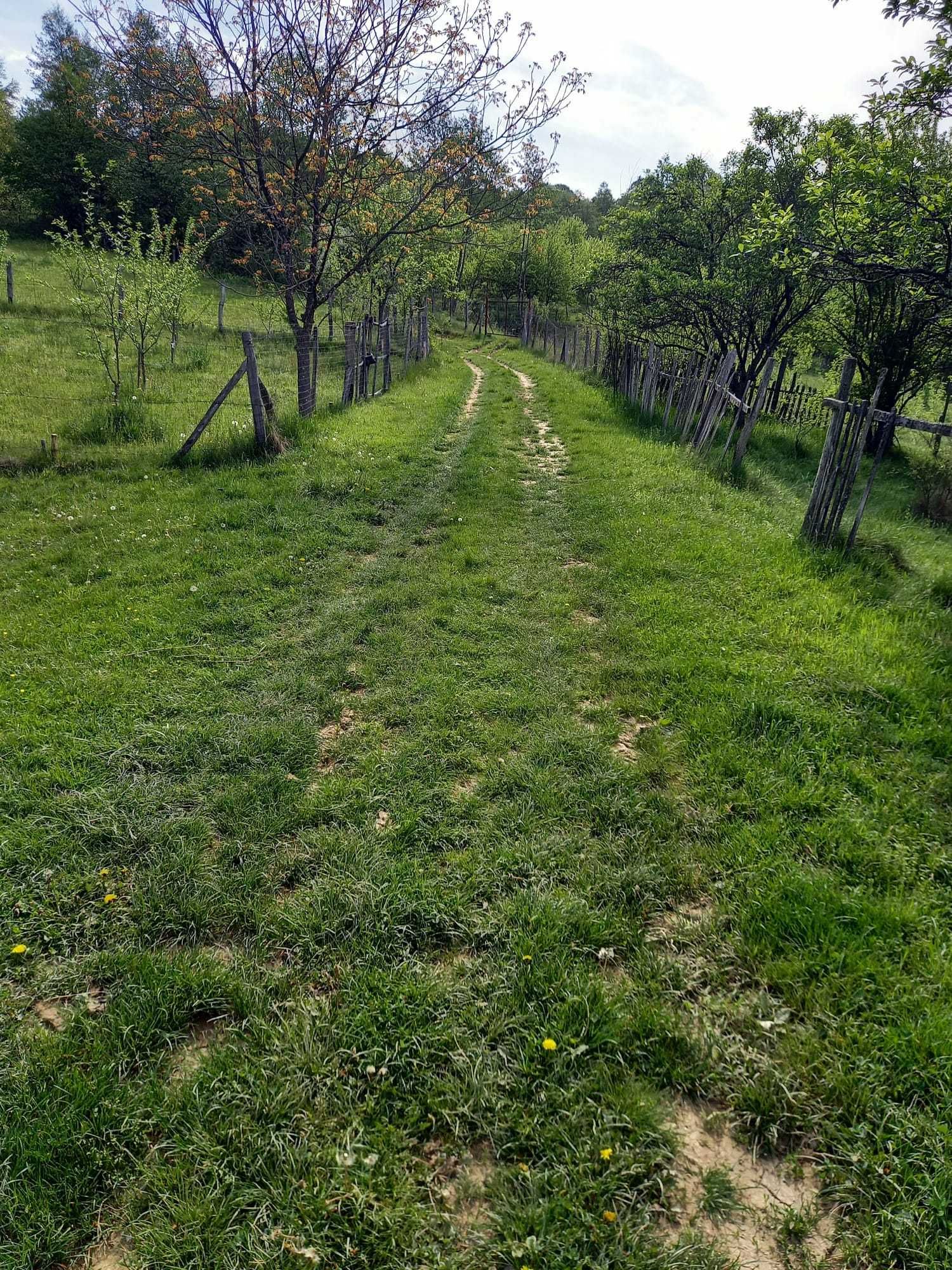 Teren cu livada, de vanzare