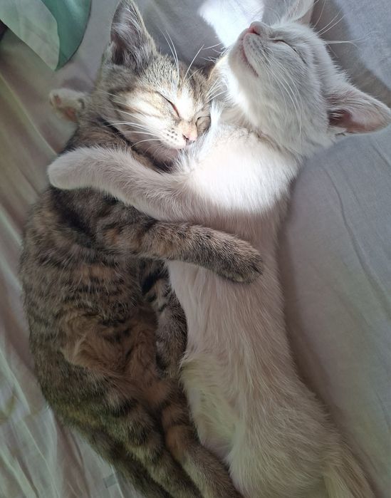 Котята в хорошие руки!!