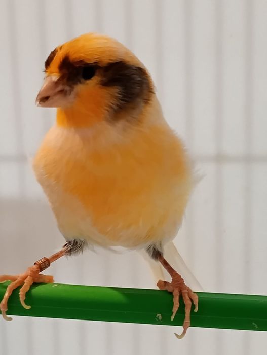 Canari. Masculi și femele