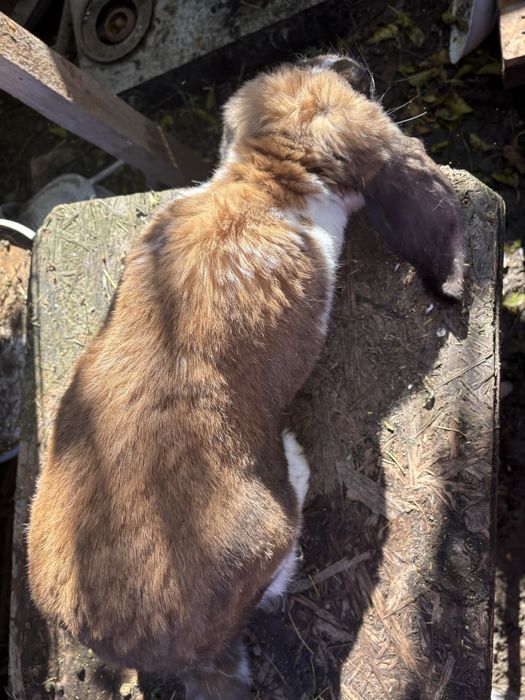 Masculi berbec german 11 luni si 7 luni