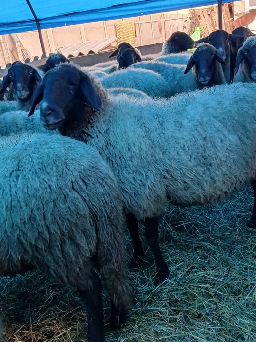 Vând 15 oi carabase