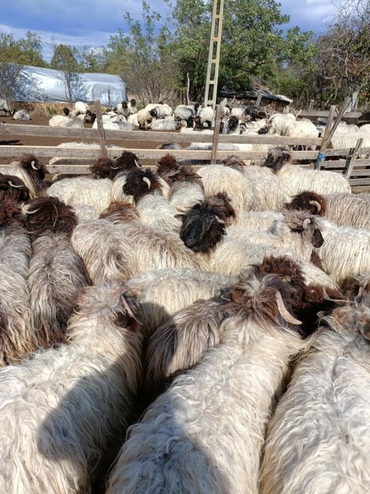 Vand miele 60 bucati 550 lei