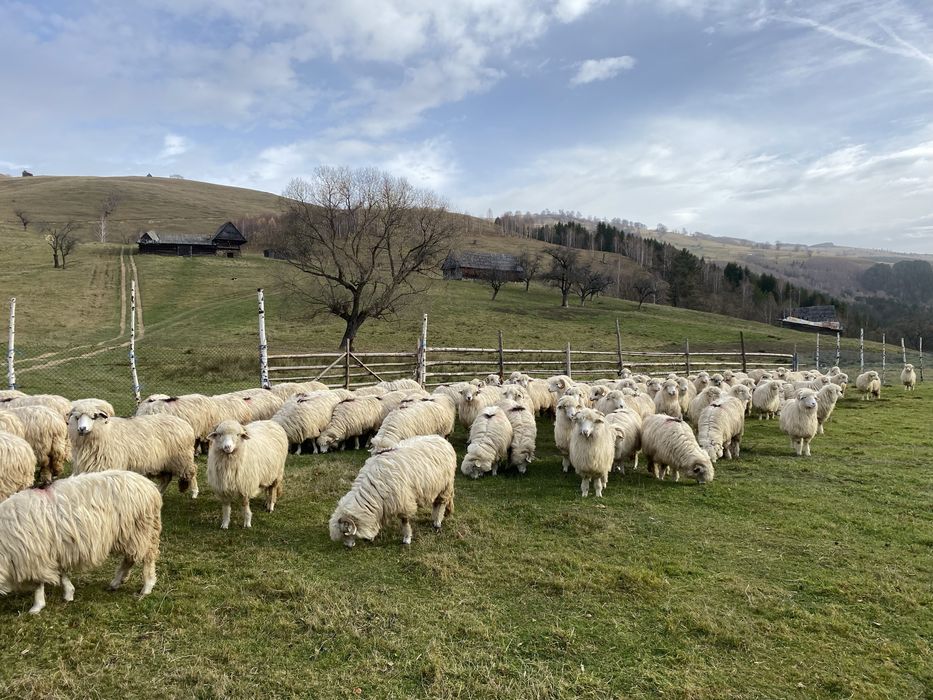 Oi disponibile 100 bucati !