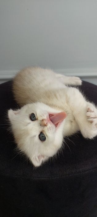 Серебристий шиншила