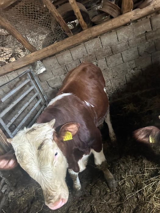 Vand 2 taurasi Baltati