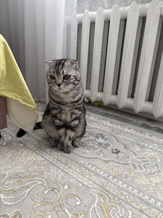 Продам кота шотландского