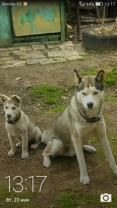 Вязка кабель хаска