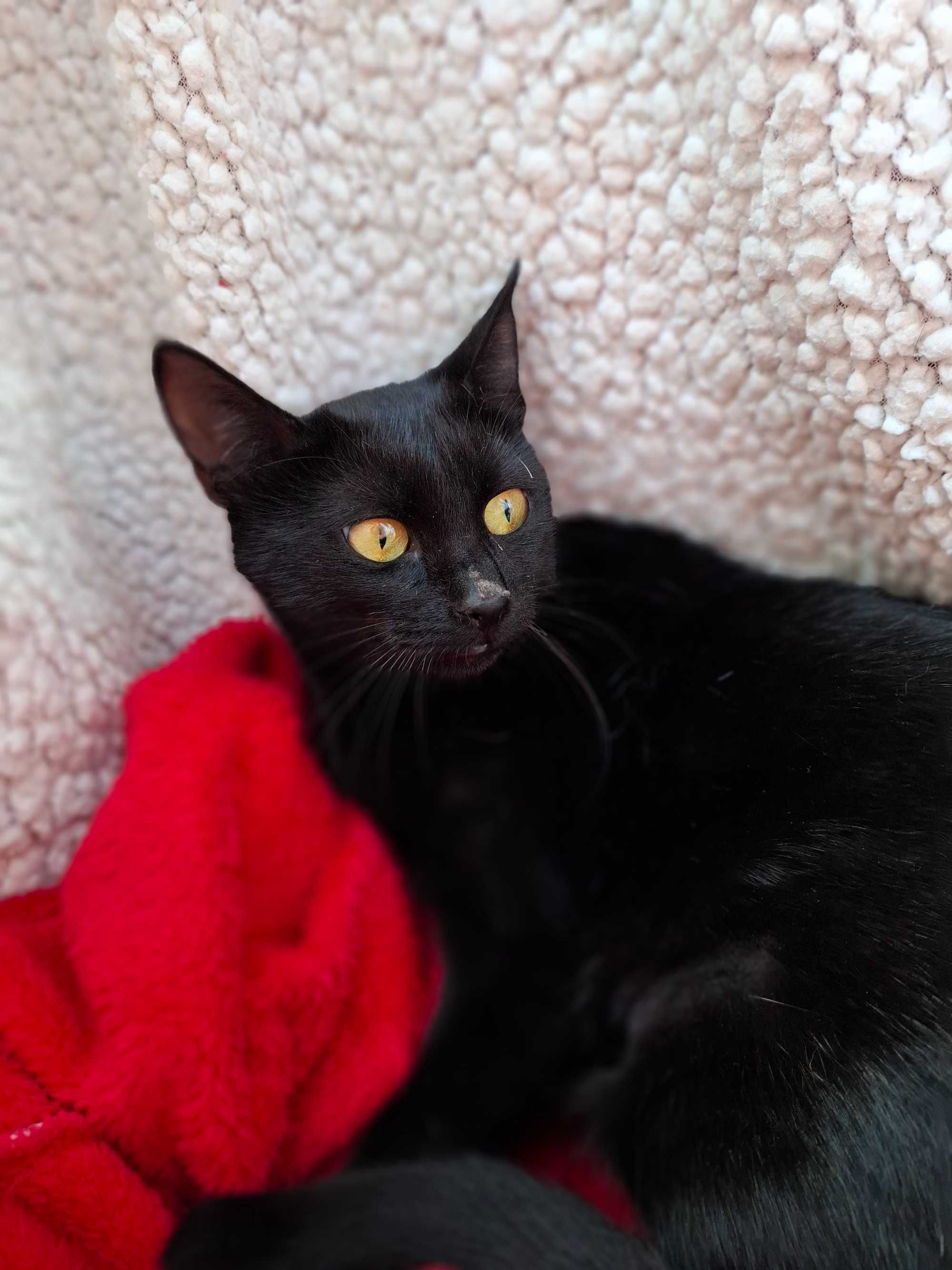 Adoptie pisica castrata neagra Hurem