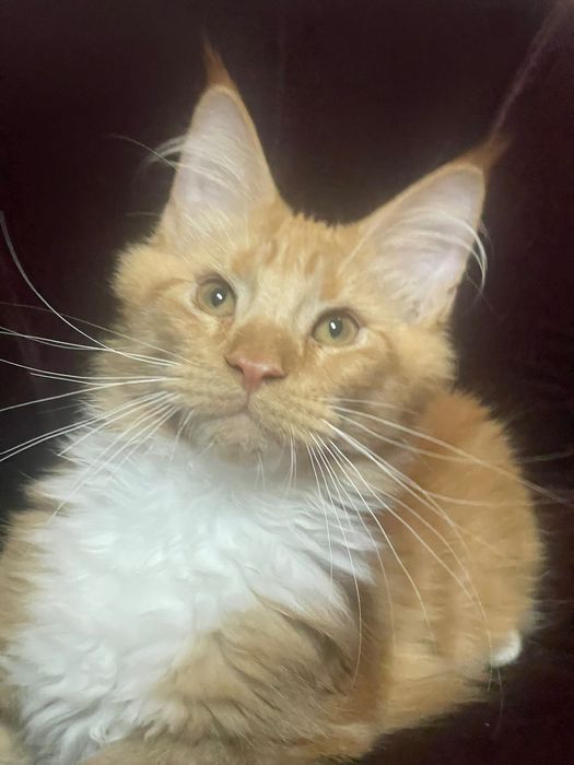 Maine Coon cu părinții campion