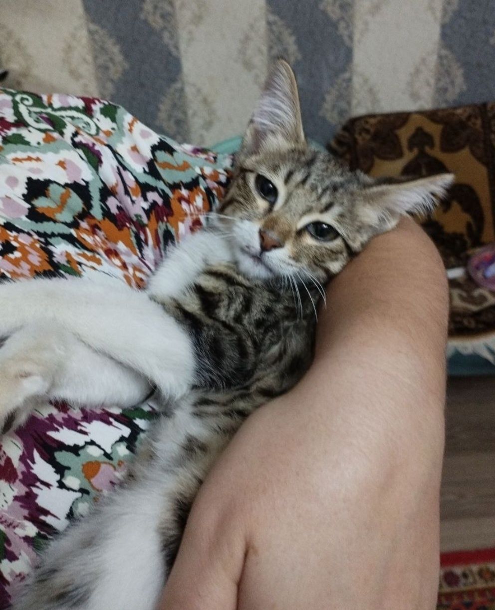Котенок мальчик 2 месяца, в заботливые руки