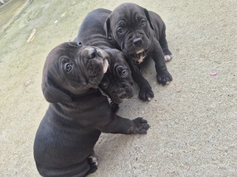 Кане Корсо / Cane Corso