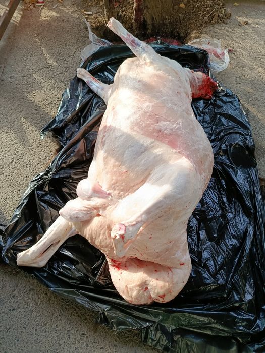 Qassob -мясник- Кассоб service hizmati