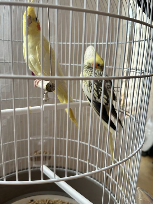 Vând nimfe plus colivie