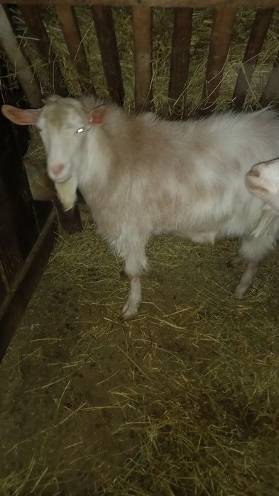 Vand țap din primăvară