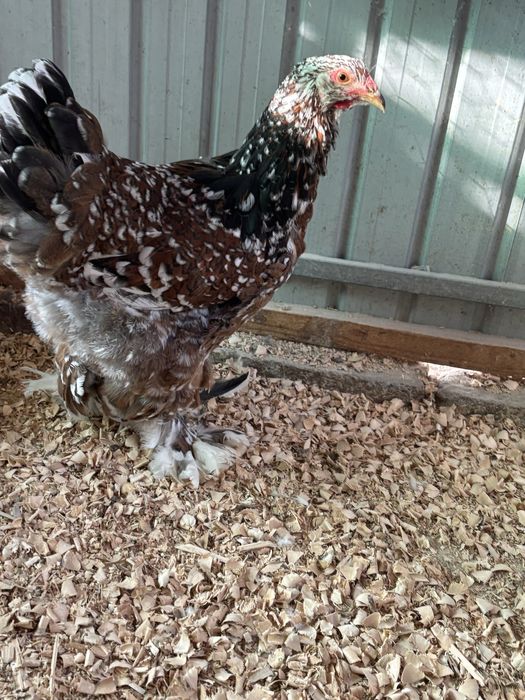 Brahma Portelan Tinere