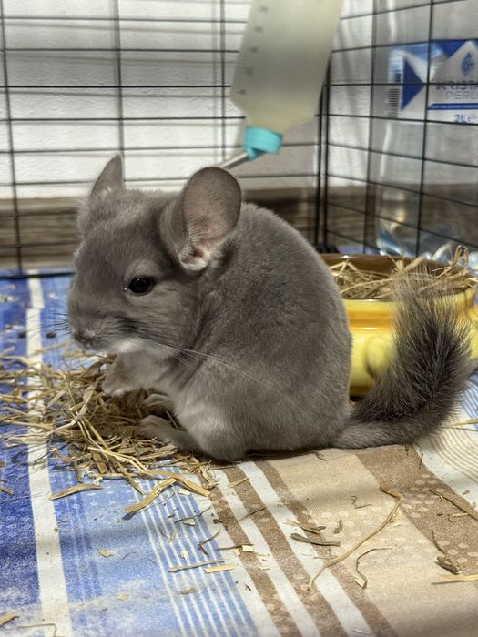 Chinchila diamond blue