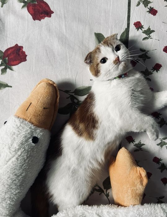 Үй мысығы сатылады