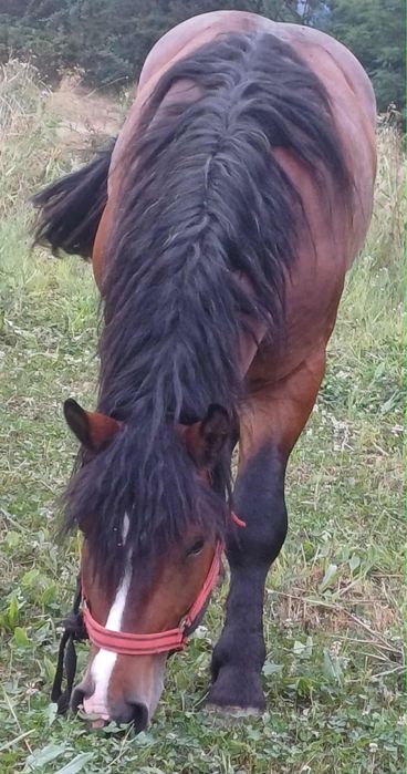 Vand armasar. Cal de padure , cuminte