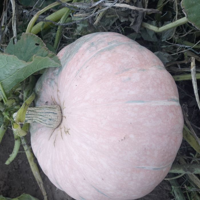 Тыкву продам домашнюю. 200т.кг.Кабачки.