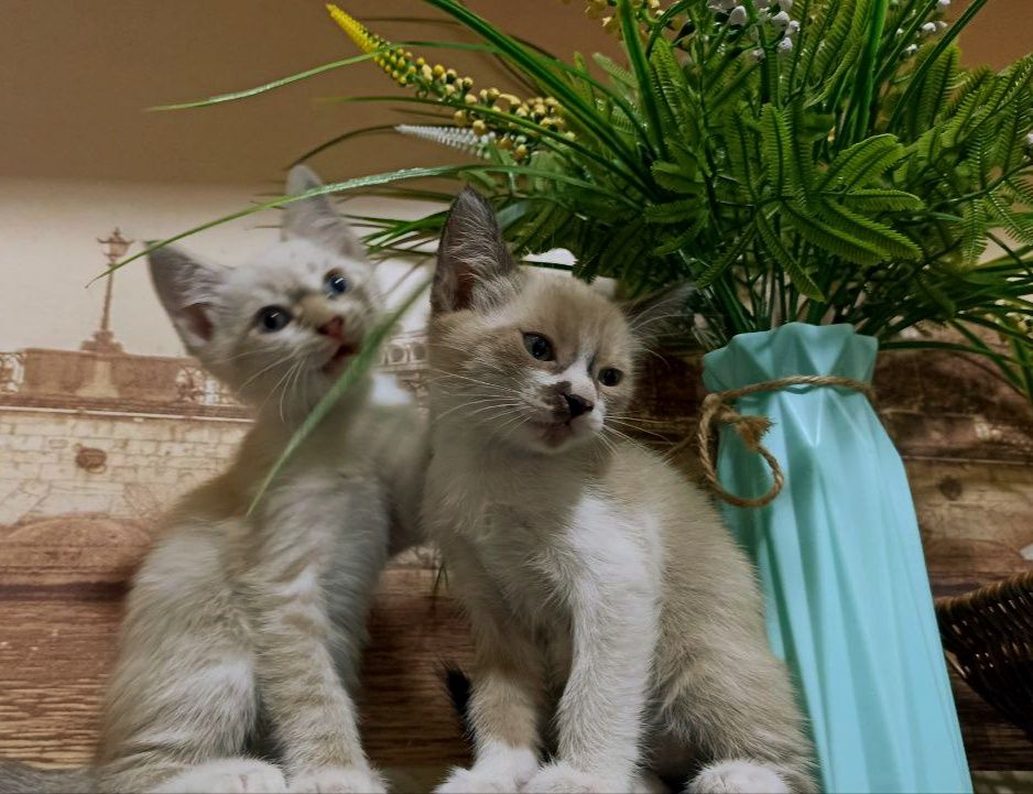 Продам сиамских котят