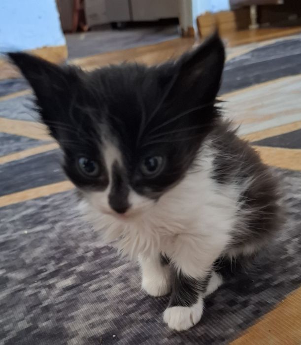 Отдам котят в хорошие руки